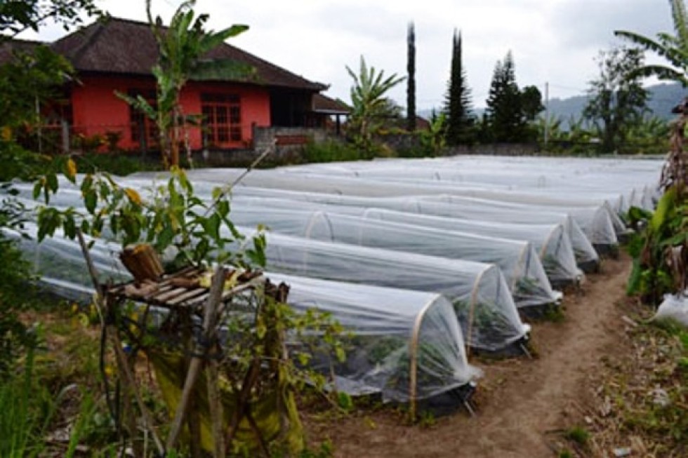 Tanah Dijual Lingkungan Nyaman di Bedugul, Bali – TJBE019