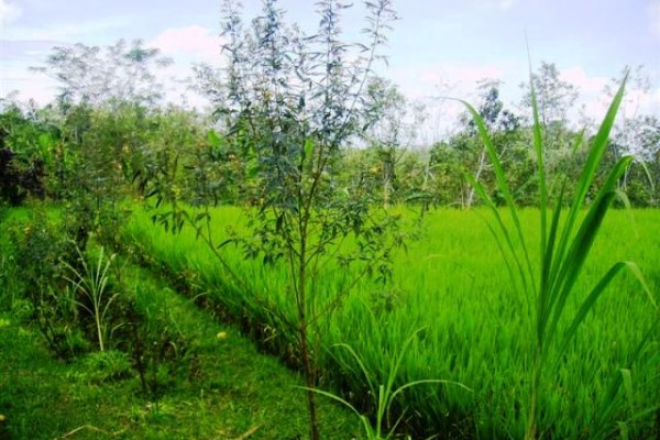 Tanah 2 hektar dijual di Payangan Ubud, Bali – TJUB073