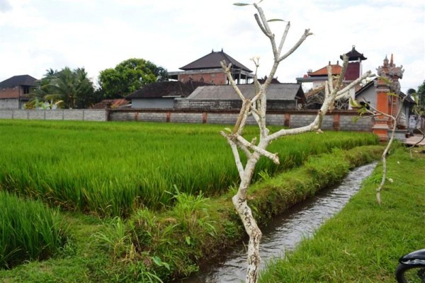 Disewakan tanah di Mas Ubud, Bali cocok untuk villa – T1026