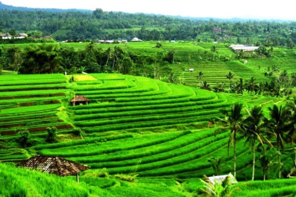 Jual tanah tanah murah di Ubud Bali – tanah tanah murah dijual di Ubud Bali 1