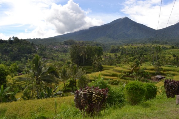 Jual tanah murah di Jatiluwih Tabanan –  Tanah tanah dijual di Jatiluwih Tabanan Bali