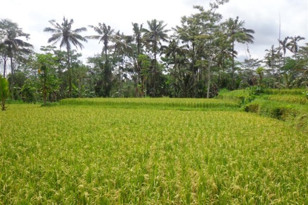 Tanah dijual di Ubud Tegalalang Bali – TJUB140