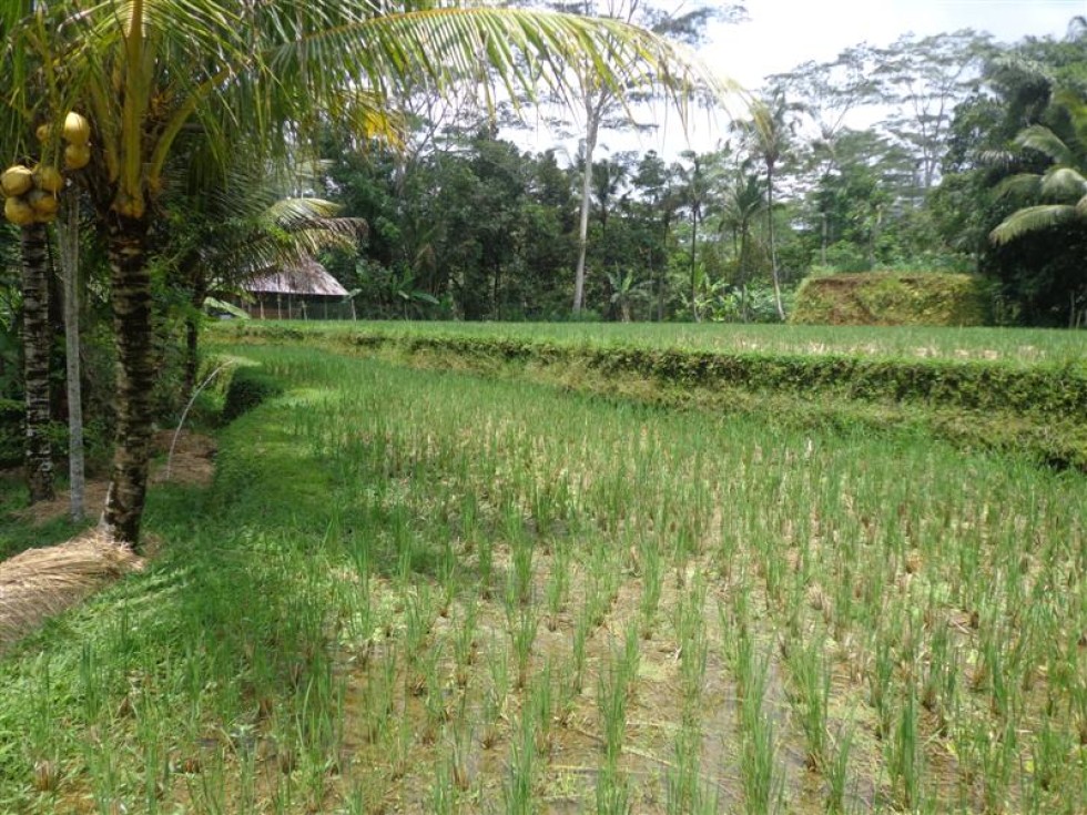 Tanah dijual di Ubud Payangan Bali – TJUB141