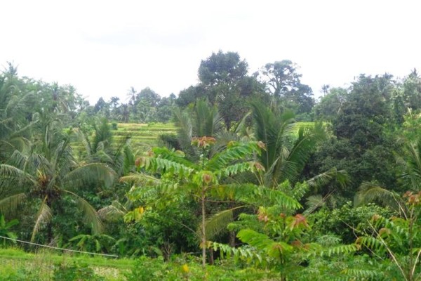 Tanah dijual murah di Penebel Tabanan Bali,View Sawah Dan Gunung – TJTB015