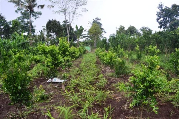 Tanah dijual di Ubud view cantik di pinggir jalan – TJUB159