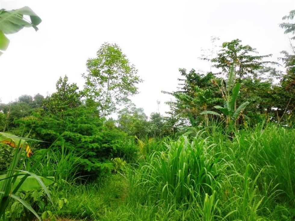 Tanah dijual di Ubud cantik dan subur – TJUB160