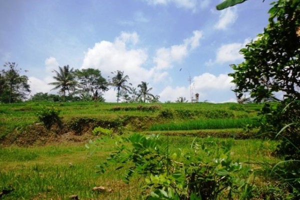 Jual tanah di Bali 2 Are View sawah dan hutan di Ubud Tegalalang