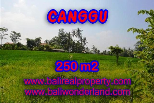 Tanah di CANGGU Bali Dijual murah TJCG135 – investasi property di Bali