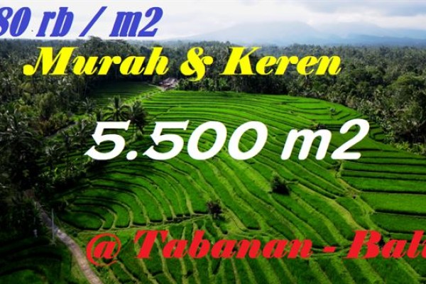 TANAH MURAH di TABANAN BALI 5.500 m2 di Penebel Tabanan