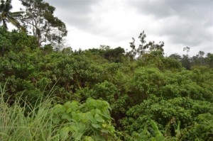 Land for sale in ubud 4