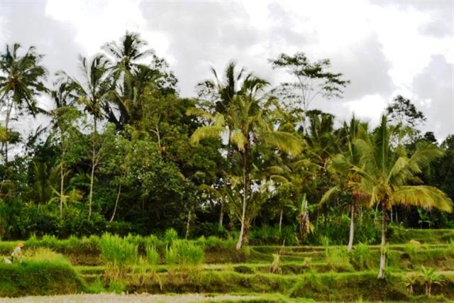 Tanah Dijual di Ubud dengan view cantik di Tegalalang - TJUB041B