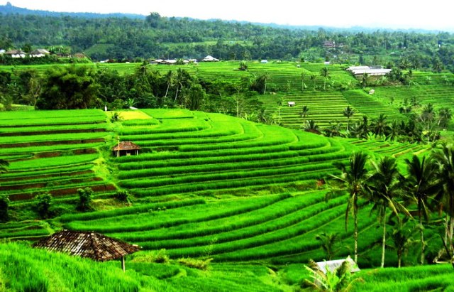 Jual tanah tanah murah di Ubud Bali - tanah tanah murah dijual di Ubud Bali 1