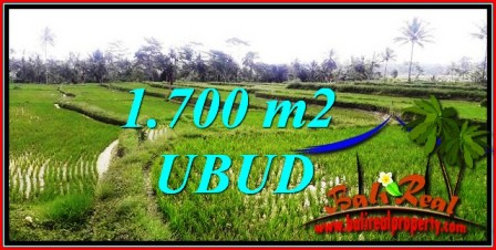 TANAH MURAH di UBUD DIJUAL 1,700 m2 di Ubud Tegalalang