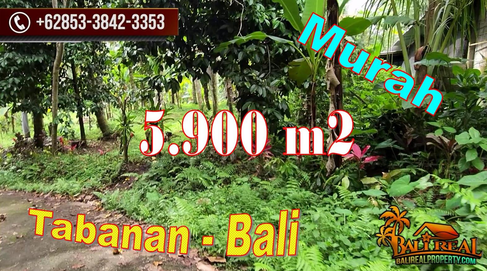 TANAH MURAH di TABANAN BALI DIJUAL 5,900 m2 View Sawah, Hutan dan Sungai
