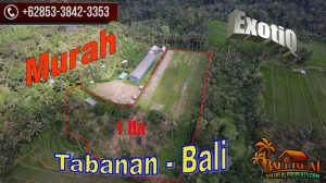 TANAH MURAH di TABANAN BALI DIJUAL 10,000 m2 View sawah, kebun dan gunung